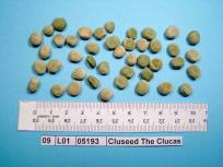 Click for 3 image(s) for this accession. Image
